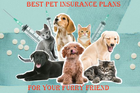 Best Pet Insurance Plan for Your Furry Friend